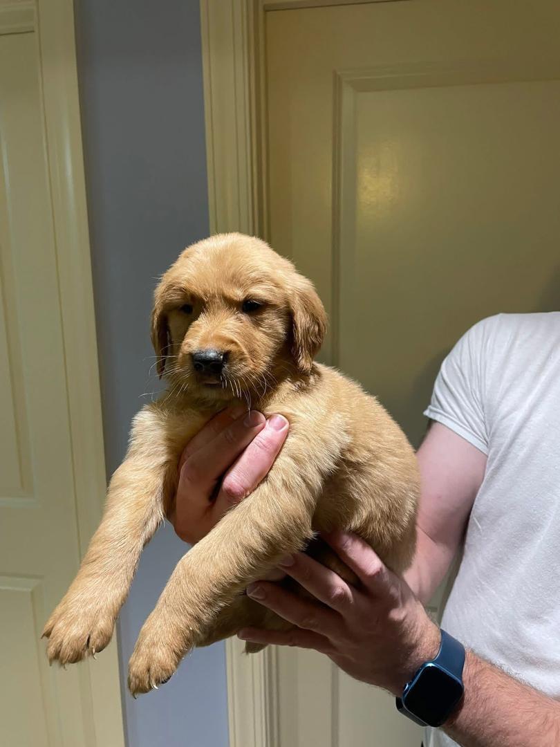 Bear male Golden Retriever puppy