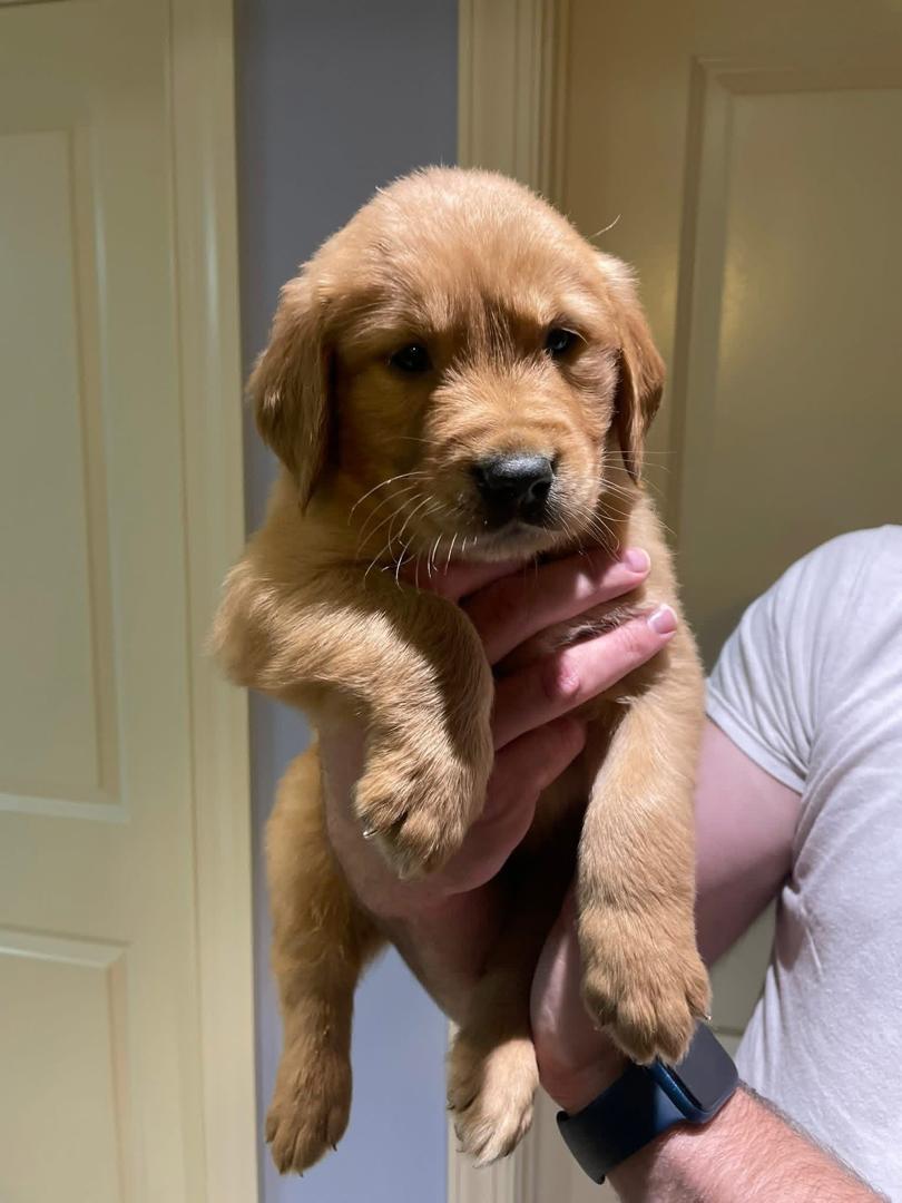 Bella Golden Retriever puppy
