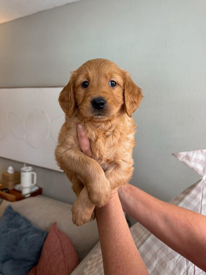 Orange with Grey male Golden Retriever puppy