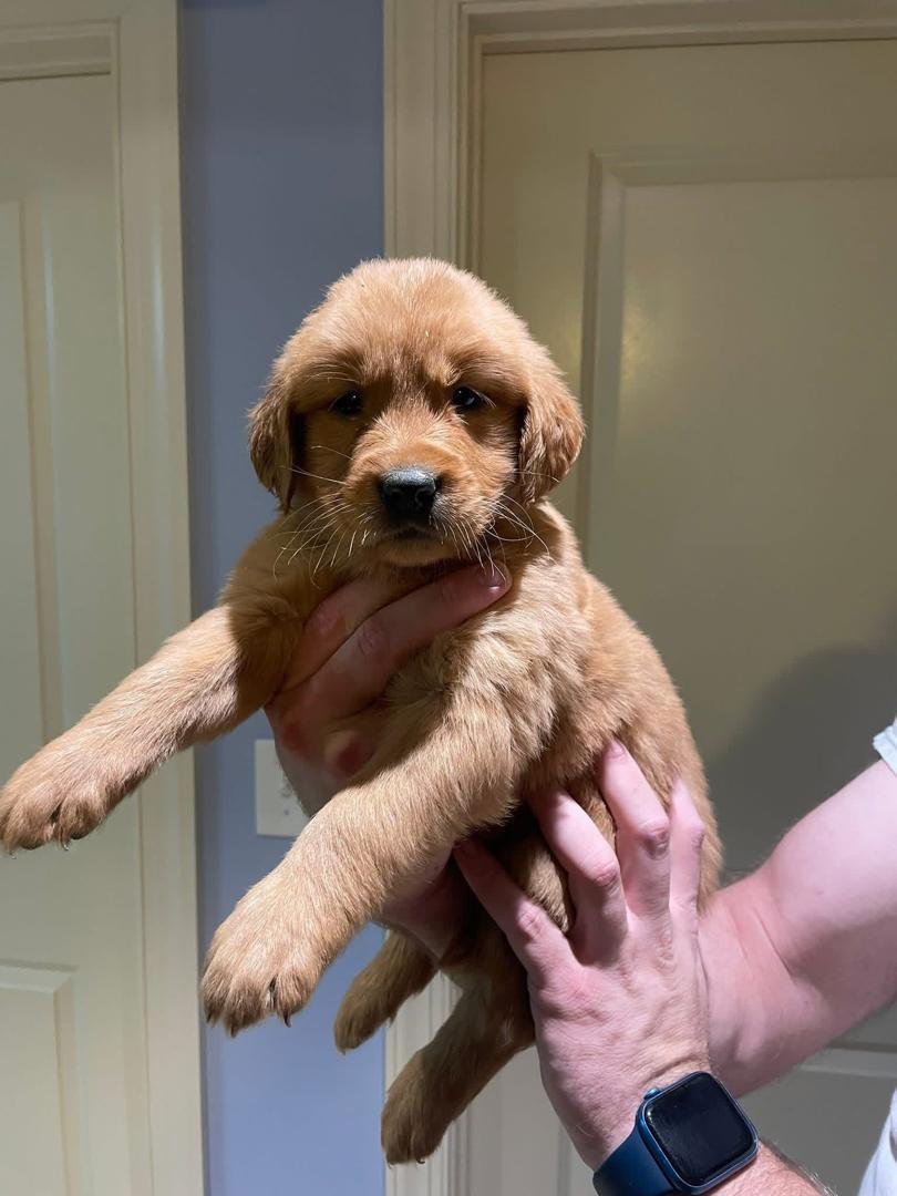 Coco female Golden Retriever puppy