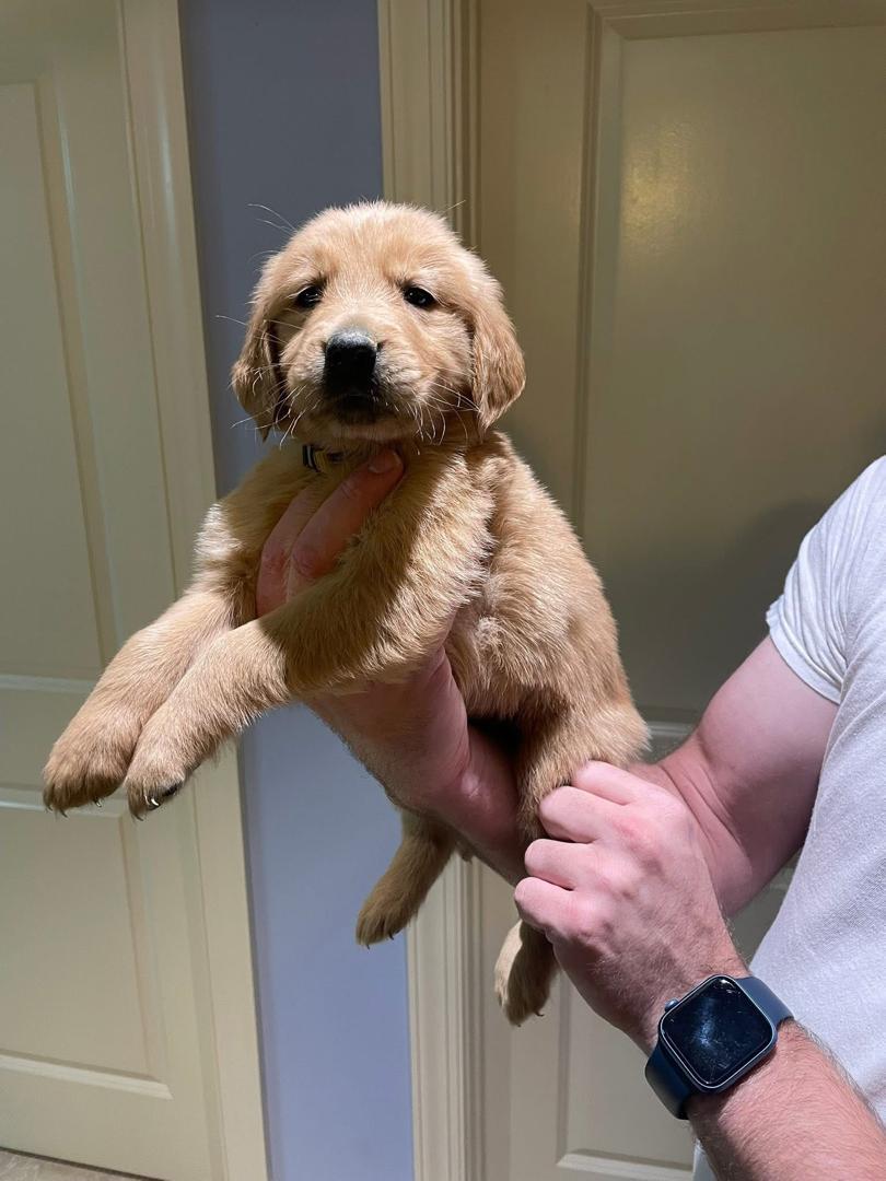 Cooper Golden Retriever puppy