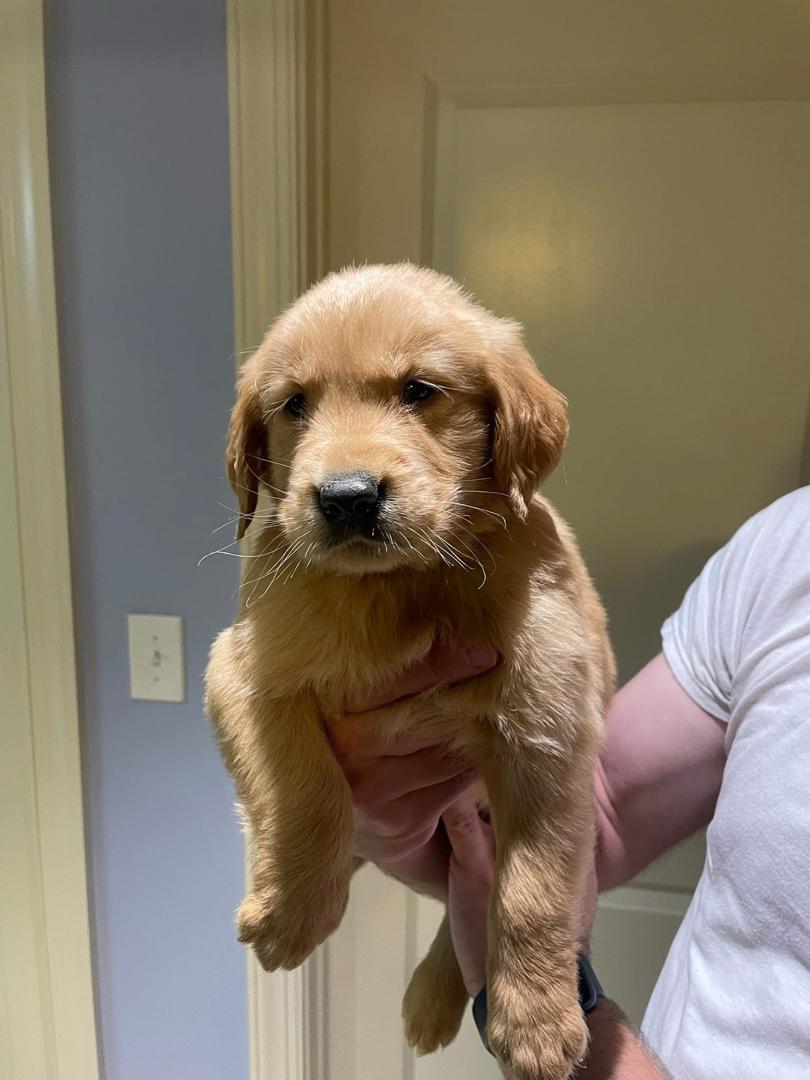 Daisy female Golden Retriever puppy