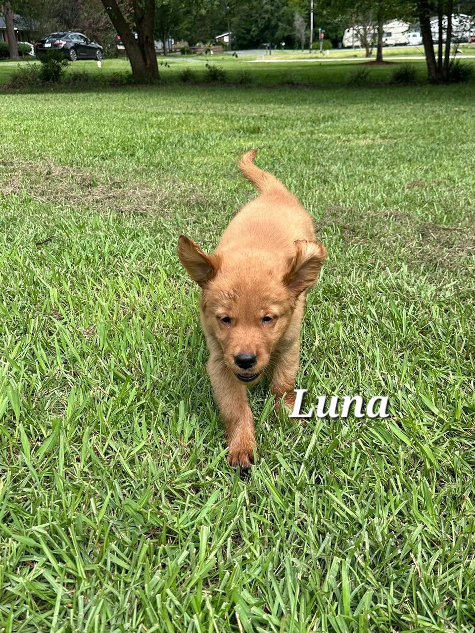 Golden retriever puppy Luna enjoying the outdoors