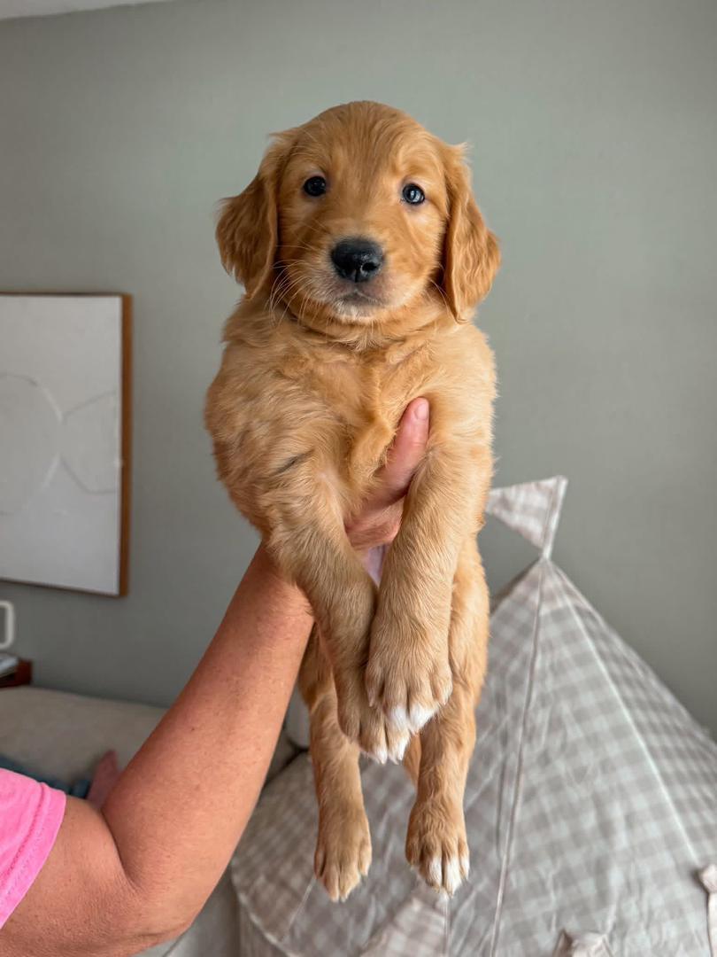 Green with Pattern male Golden Retriever puppy