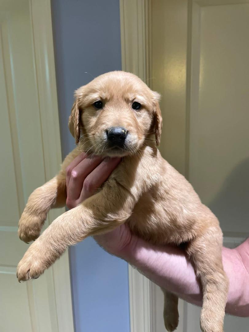 Milo Golden Retriever puppy