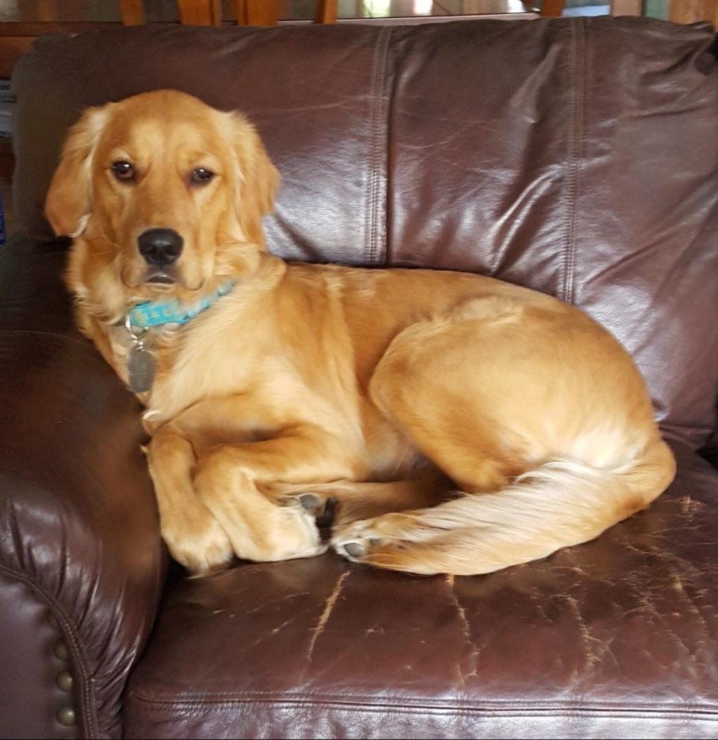 Golden retriever Maple relaxing with her puppies