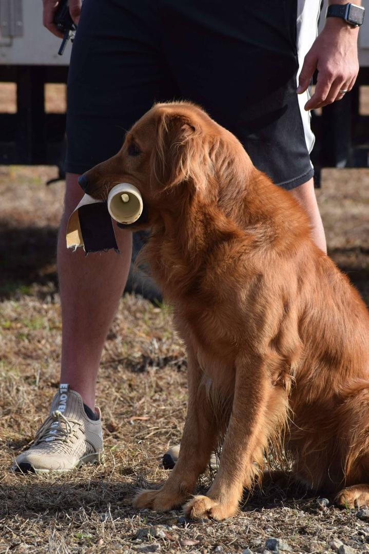 Golden retriever puppy practicing leash training
