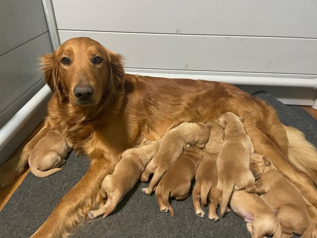 Golden retriever Willow playing in the yard